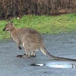 rumia kangur na ulicach miasta tymczasem w rumi wyspianskiego